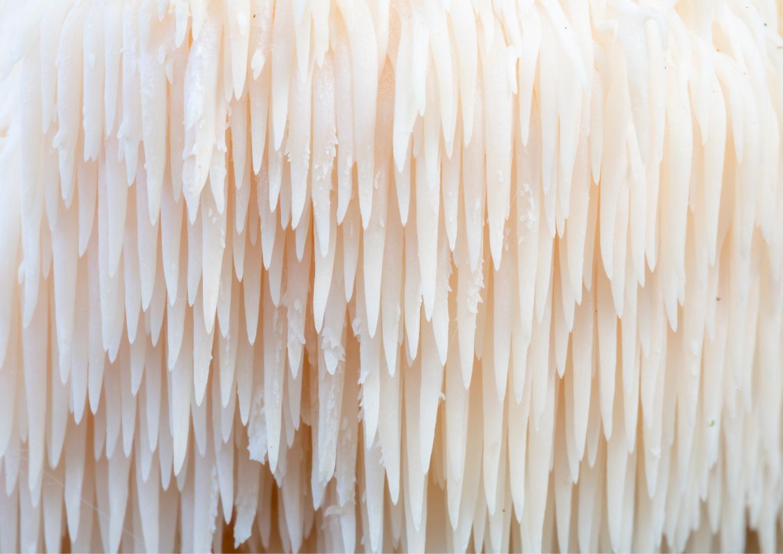 היתרונות המדהימים של פטריית רעמת האריה