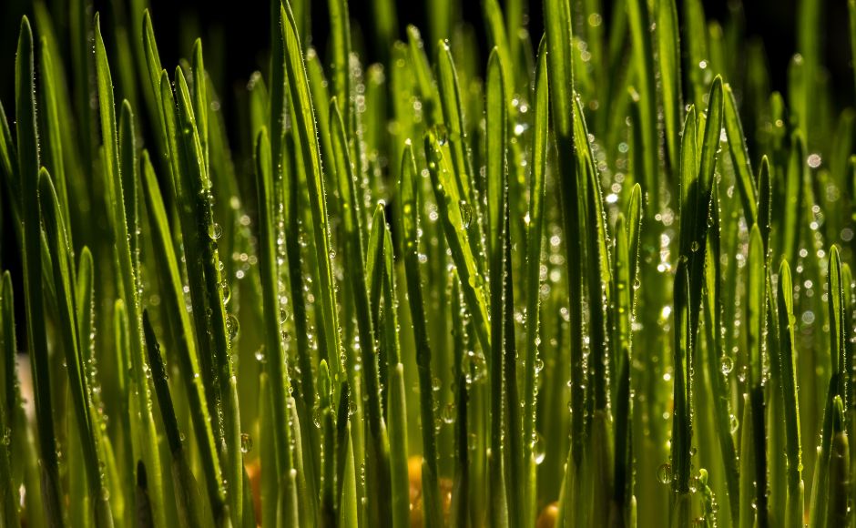 הטעות שמרבית האנשים עושים עם עשב חיטה –וכיצד אפשר לשמור על כל הערכים התזונתיים במלואם