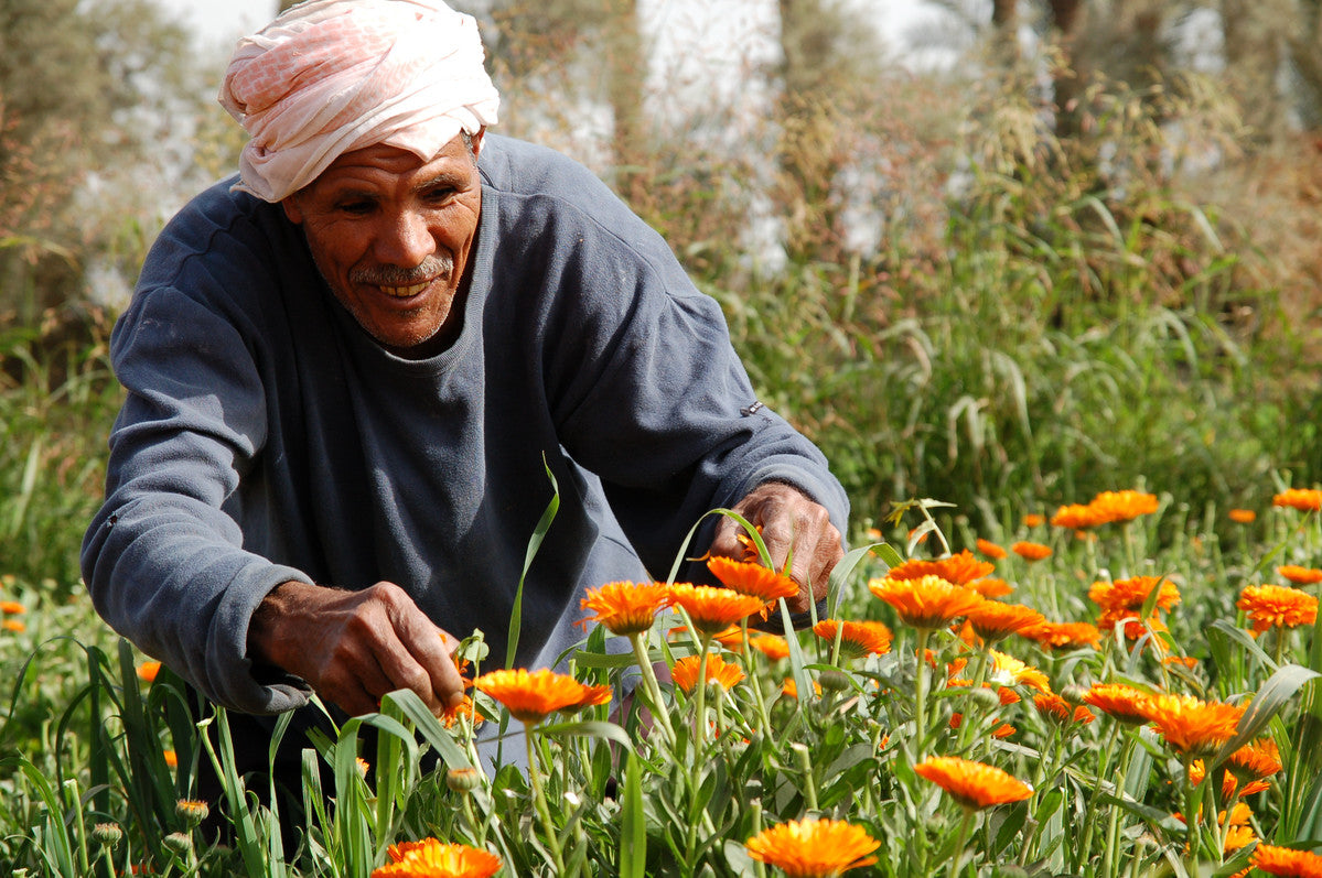 האם אורגני שווה את המחיר? 3 סיבות למה אנחנו חושבים שכן.